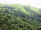 Forest area in the Mpumalanga in South Africa