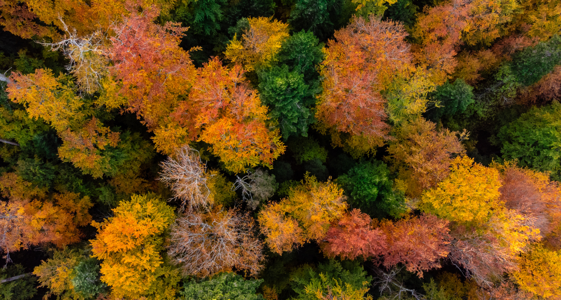 Romania forest