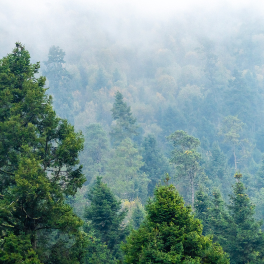 forest Mexico