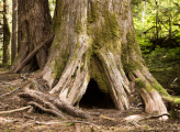 Taan Forest ES Canada